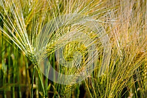 Ripening Einkorn wheat spikes from close