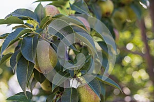 Ripening farm organic pears on the tree. Blurred background with selective focus