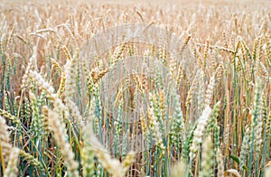 Ripening field of wheat. Agricultural background