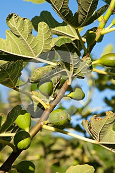 Ripening fig fruit on tree