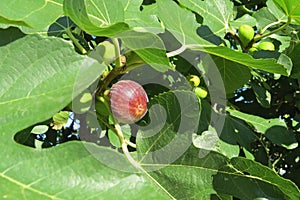 Ripening fig on the tree