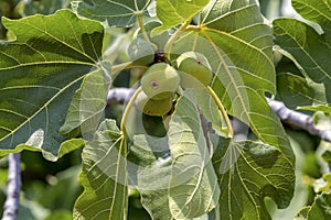 Ripening figs hanging on a branch