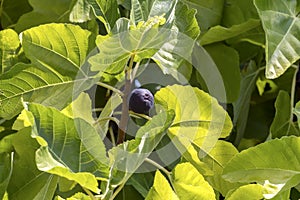 Ripening figs hanging on a branch