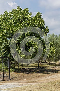 Ripening figs hanging on a tree