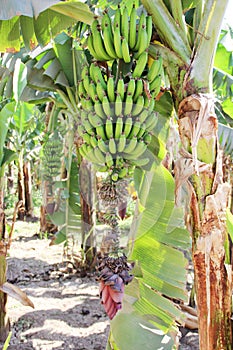 Ripening fruit of banana on the palm tree
