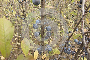 Ripening fruit of blackthorn on the branches