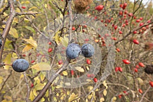 Ripening fruit of blackthorn on the branches