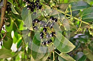 The ripening fruits of Alphitonia excelsa