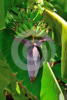 Ripening fruits banana