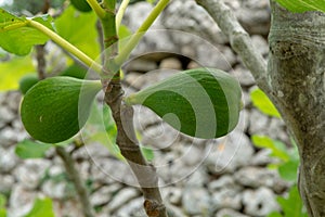 Ripening fruits on big fig tree in summer