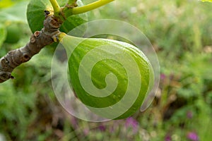 Ripening fruits on big fig tree in summer close up