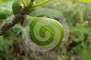 Ripening fruits on big fig tree in summer close up