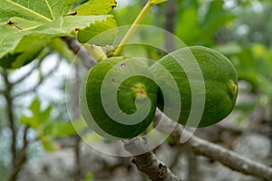 Ripening fruits on big fig tree in summer close up