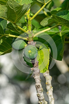 Ripening fruits on big fig tree in summer close up