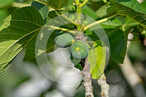 Ripening fruits on big fig tree in summer close up