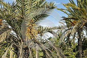 Ripening fruits on the dates palm tree