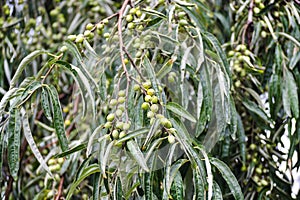 Ripening fruits of Elaeagnus angustifolia in summer