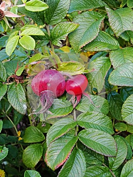 Ripening fruits and green leaves on the branches of the wild rose bush. garden and park shrub, wild rose.