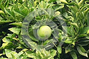 Ripening fruits lemon or lime tree close up. Fresh green lemon limes with water drops hanging on tree branch in organic garden