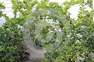 Ripening fruits lemon tree close up. Fresh green lemon limes hanging on tree