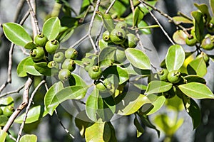 Ripening fruits lemon tree close up. Fresh green lemon limes on tree in organic garden