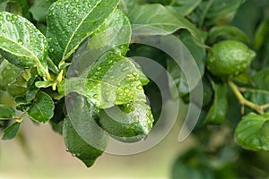 Ripening fruits lemon tree close up. Fresh green lemon limes with water drops hanging on tree branch in organic garden