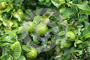 Ripening fruits lemon tree close up. Fresh green lemon limes with water drops hanging on tree branch in organic garden