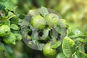 Ripening fruits lemon tree close up. Fresh green lemon limes with water drops hanging on tree branch in organic garden