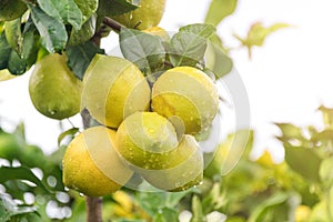 Ripening fruits lemon tree close up. Fresh green lemon limes with water drops hanging on tree branch in organic garden