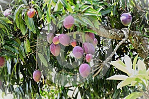 Ripe fruits of Mangifera indica in the backyard photo