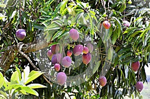 Several ripe fruits of Mangifera indica photo