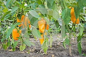 Ripening fruits of orange bell pepper on the stems