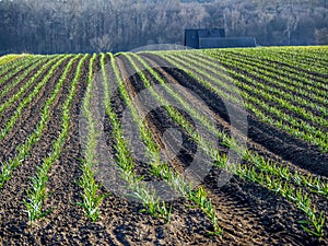 Ripening garlic field