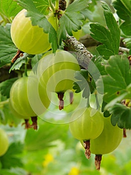 Ripening gooseberries