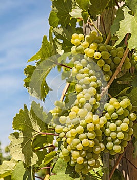 Ripening grape