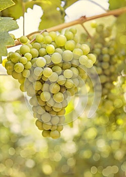 Ripening grape photo