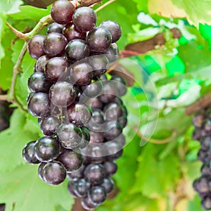 Ripening grape