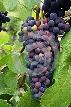 Ripening Grape Cluster