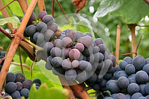 Ripening Grape Clusters