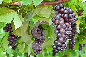 Ripening grape clusters on the vine