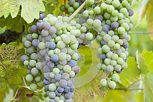 Ripening grapes