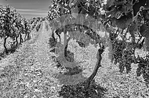 Ripening grapes