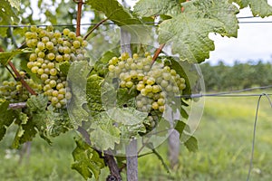 Ripening grapes in Batorove Kosihy, Slovakia