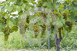 Ripening grapes in Batorove Kosihy, Slovakia
