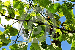 The ripening of the grapes. Green grapes on a blue sky