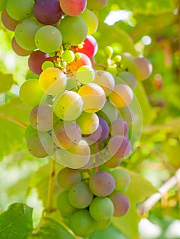 Ripening grapes on the vine