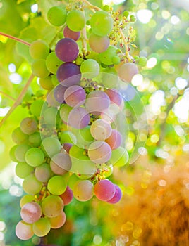 Ripening grapes on the vine