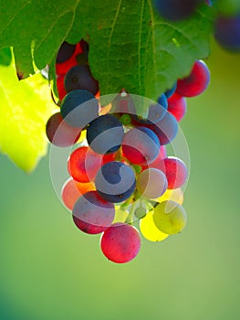 Ripening Grapes in Vineyard photo