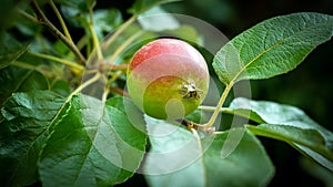 A ripening green apple on a tree branch, a close-up of an apple on a tree.