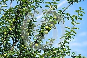 Ripening green apples on apple tree in plantation
